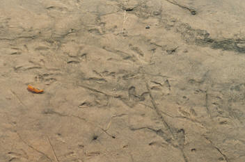 Dinosaur Footprints