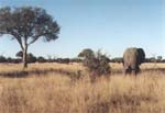 Slon africk