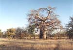 Baobab