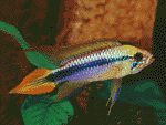 Apistrogramma agassizi