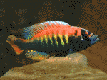 Haplochromis nyererei