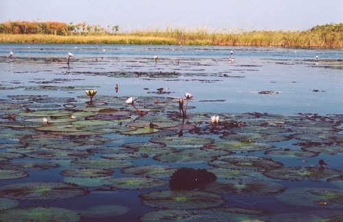 Okavango delta