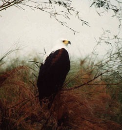 orel jasnohlasý, Okavango