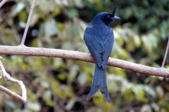 Drongo chocholatý (Dicrurus forficatus), v Ankaraně často k vidění, prý se do něho převtělují náčelníci