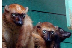 Lemur Scarletův (Eulemur macaco flavifrons), Ivolina