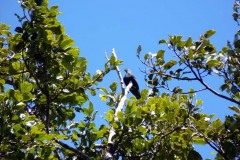 Holub červenoocasý (Alectroenas madagascariensis)