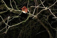 Ledňáček trpasličí (Ceyx madagascariensis)