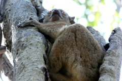 Lemur ankaranský (Lepilemur ankaranensis)