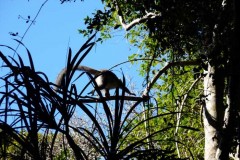 Lemur hnědý Sanfordův (Eulemur sanfordi) obratně mizející v porostu