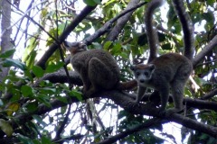 Lemur korunkatý (Eulemur coronatus)