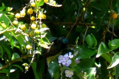 Strdimil souimanga (Nectarinia souimanga)