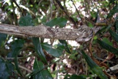 Vystrašený uroplatus