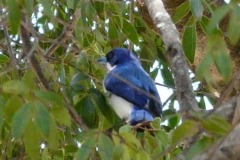 Vanga modrá (Cyanolanius madagascarinus