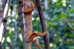 Chameleón pardálí se začíná přebarvovat dožluta, začíná být opravdu naštvaný.