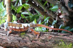 chameleon pardálí v červené barvě, Ivolina