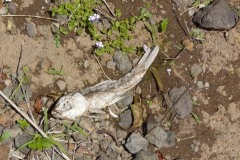Mrtvá ryba z okraje jezírka