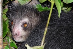 ksukol ocasatý (Daubentonia madagascariensis), Zoo, Antananarive, Madagaskar