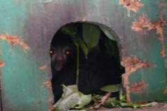 ksukol ocasatý (Daubentonia madagascariensis), Zoo, Antananarive, Madagaskar