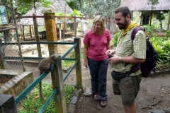 zvědavý lemur šedý (Hapalemur griseus gilberti), Ivolina