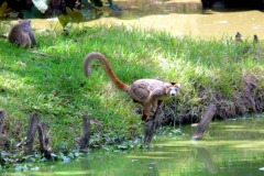 Lemur korunkatý (Eulemur coronatus), Zoo, Antananarive, Madagaskar