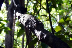 Uroplatus – splynutí v plné kráse.