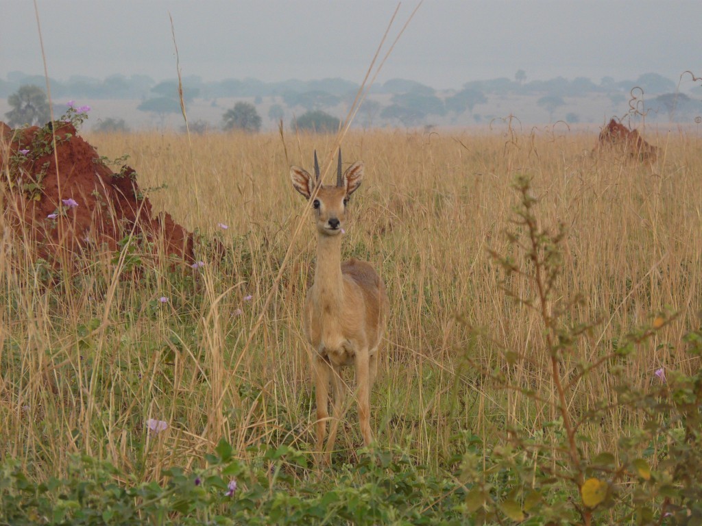 Ourebia ourebi (oribi)