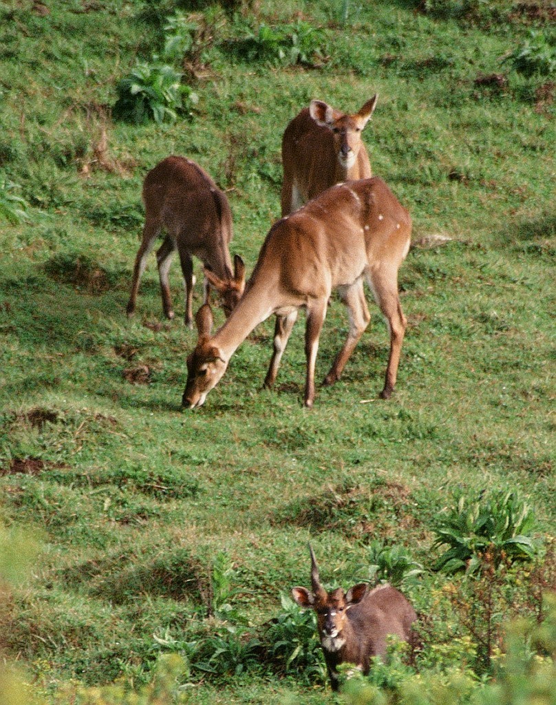 Tragelaphus scriptus (lesoň), Etiopie