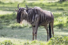 Connochaetes taurinus (pakůň žíhaný); Jana Hajduchová