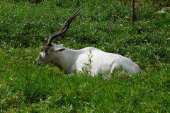 Addax nasomaculatus (adax núbijský)