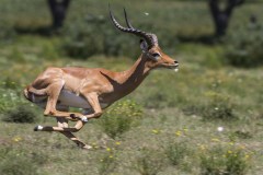 Aepyceros melampus (impala); Jana-Hajduchová