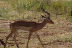 Aepyceros melampus (impala) - samec; Pavel Kohout