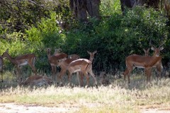 Aepyceros melampus (impala) - stádo; Pavel Kohout