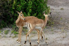 Aepyceros melampus (impala)