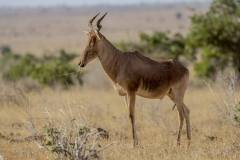 Alcelaphus buselaphus (buvolec stepní) - samec; Jana Hajduchová