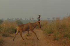 Alcelaphus buselaphus lelwel (buvolec stepní); V.Zikán