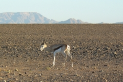 Antidorcas marsupialis (antilopa skákavá); Martina Novotná