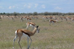 Antidorcas marsupialis (antilopa skákavá)