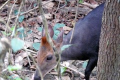 Cephalophus niger (chocholatka černá)