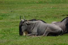 Connochaetes taurinus (pakůň žíhaný)