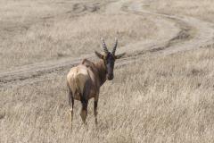 Damaliscus lunatus (buvolec modrý) - hlava; Jana Hajduchová