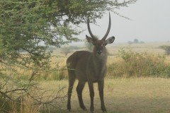 Kobus ellipsiprymnus (voduška velká) - samice; V. Zikán