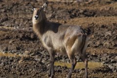 Kobus ellipsiprymnus (voduška velká) - samice; Jana Hajduchová