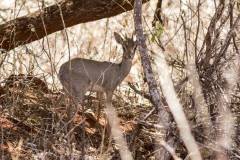 Madoqua kirkii (dikdik Kirkův); Jana-Hajduchová