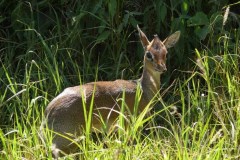 Madoqua kirkii (dikdik Kirkův); Pavel Kohout