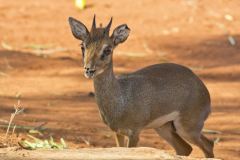 Madoqua kirkii (dikdik Kirkův); Jana-Hajduchová