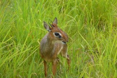 Madoqua kirkii (dikdik Kirkův); Pavel Kohout