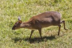 Nesotragus moschatus (antilopka pižmová); Jana Hajduchová