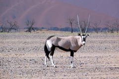 Oryx beisa (beisa)