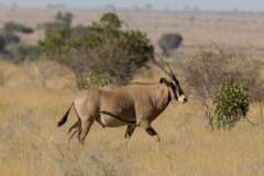 Oryx beisa callotis (oryx štětkatý); Jana Hajduchová