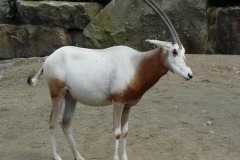 Oryx dammah (přímorožec šavlorohý)